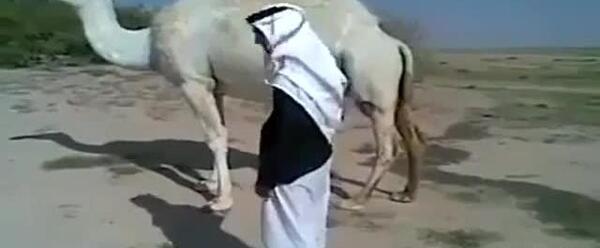 طنز عکس شتر خنده دار