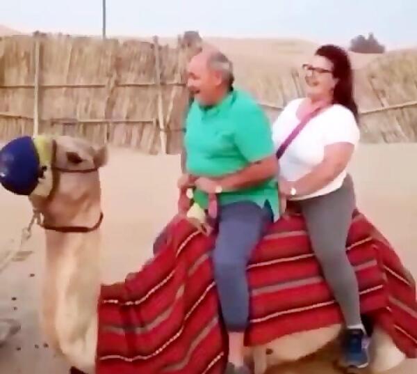 طنز عکس شتر خنده دار