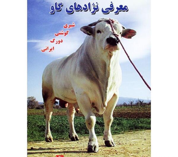عکس گاو دورگه