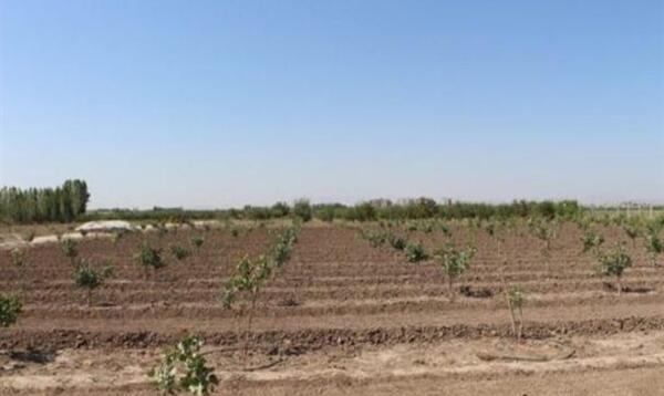 عکس کاشت پسته