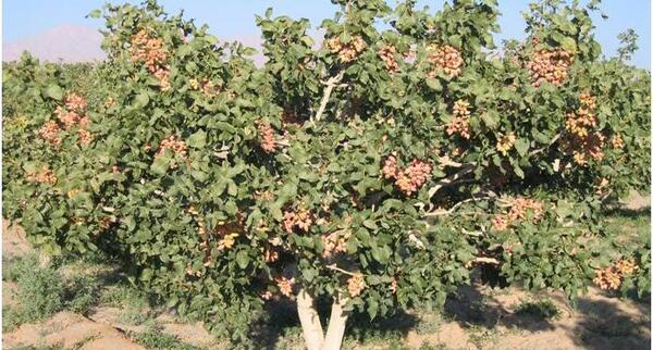 عکس کاشت پسته