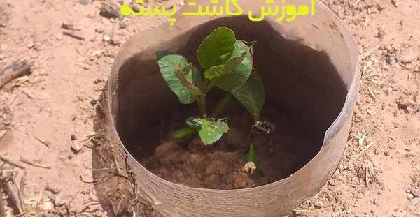 عکس کاشت پسته