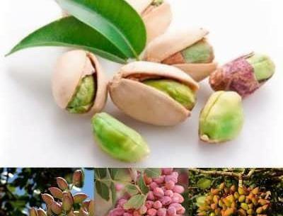 عکس کاشت پسته