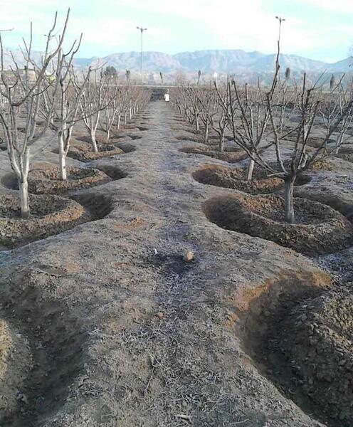 عکس کاشت پسته