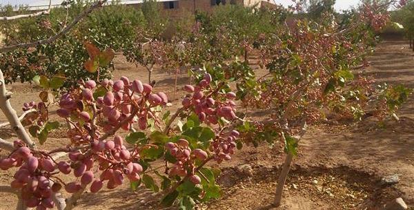 عکس کاشت پسته