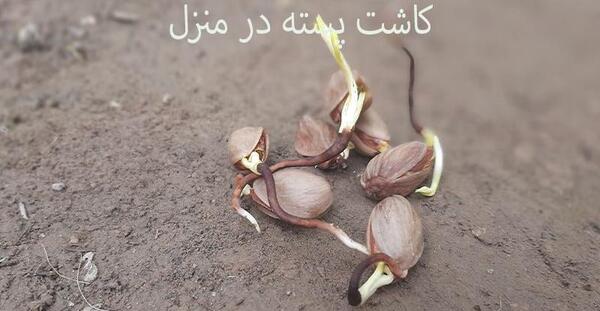 عکس کاشت پسته