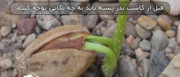 عکس کاشت پسته