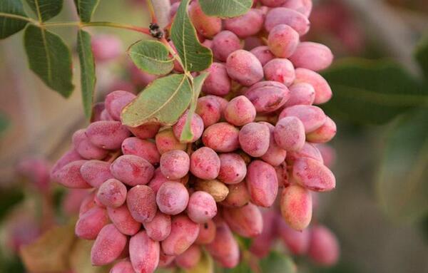 عکس کاشت پسته