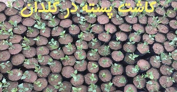 عکس کاشت پسته