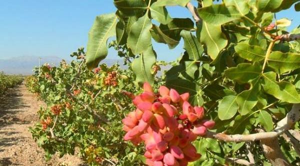 عکس کاشت پسته