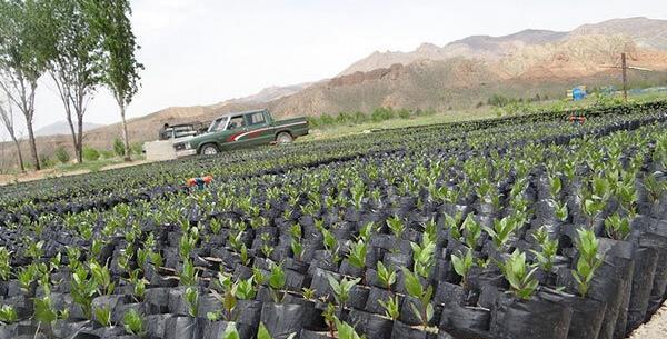 عکس کاشت پسته