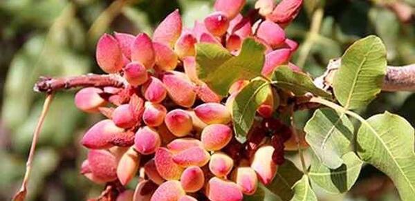 عکس کاشت پسته