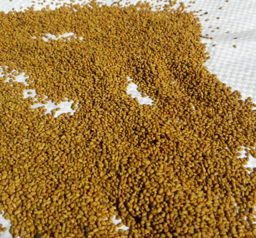 عکس یونجه همدانی