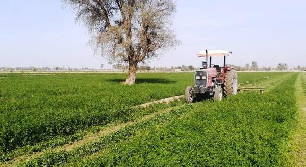 عکس یونجه همدانی