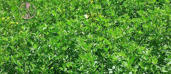 عکس یونجه همدانی