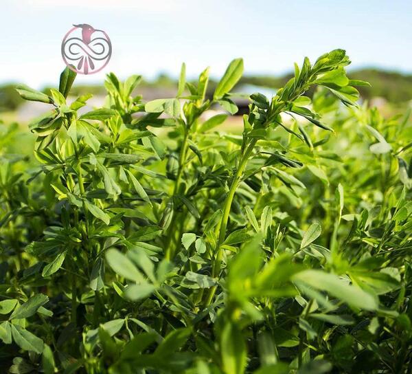 عکس یونجه همدانی