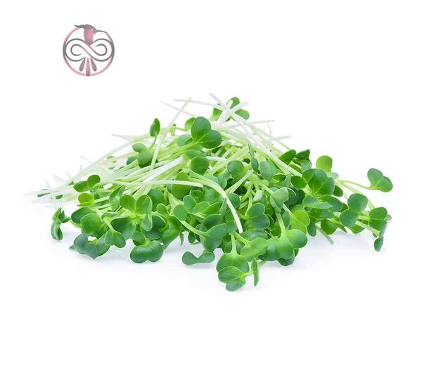 عکس یونجه همدانی