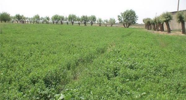 عکس یونجه همدانی