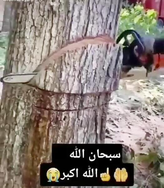 عکس جن روی درخت