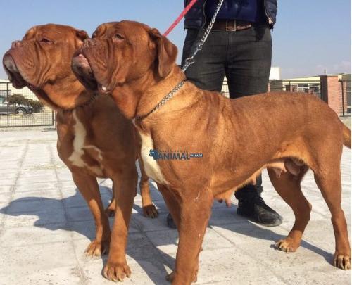 عکس سگ ژرمن ماستیف