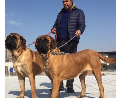 عکس سگ ژرمن ماستیف