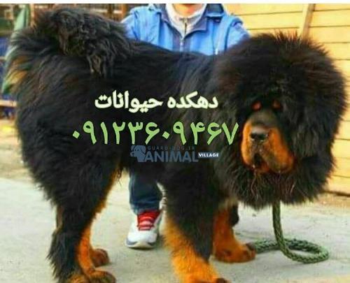 عکس سگ ژرمن ماستیف
