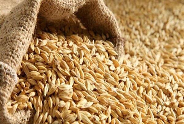عکس گندم رئیسی