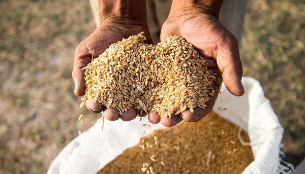 عکس گندم رئیسی