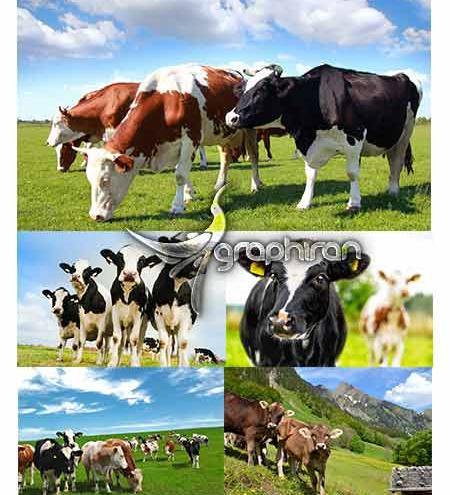 عکس گاو فتوشاپ