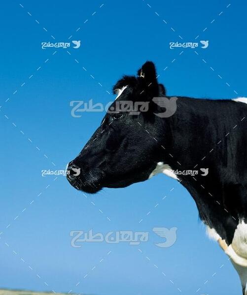 عکس گاو فتوشاپ