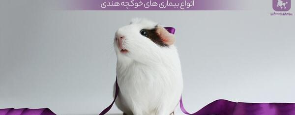 عکس شپش خوکچه هندی