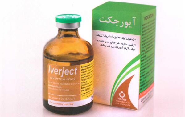 عکس شپش خوکچه هندی