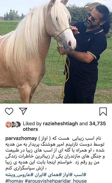 عکس اسب لاکچری
