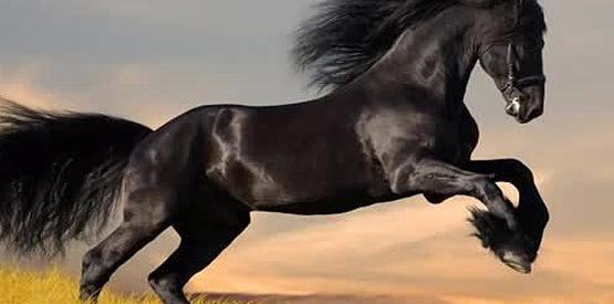 عکس اسب لاکچری