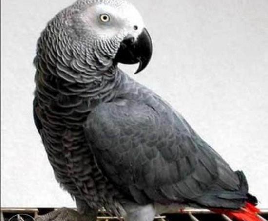 عکس سیاه سفید طوطی
