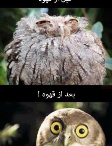 عکس شپش خنده دار