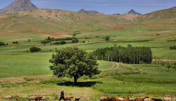 عکس شهر سنقر