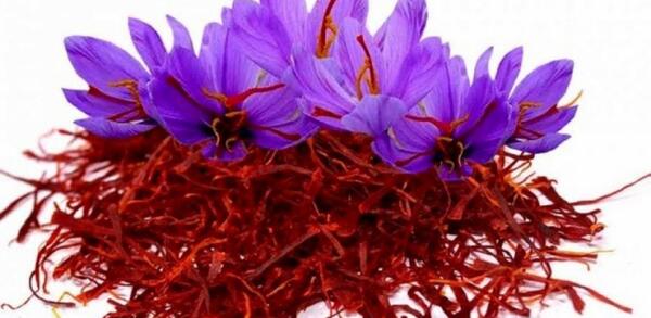 عکس زعفران قاینات