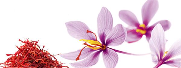 عکس زعفران قاینات