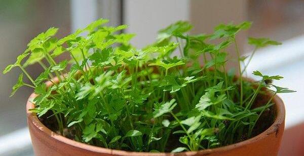 عکس جوانه جعفری