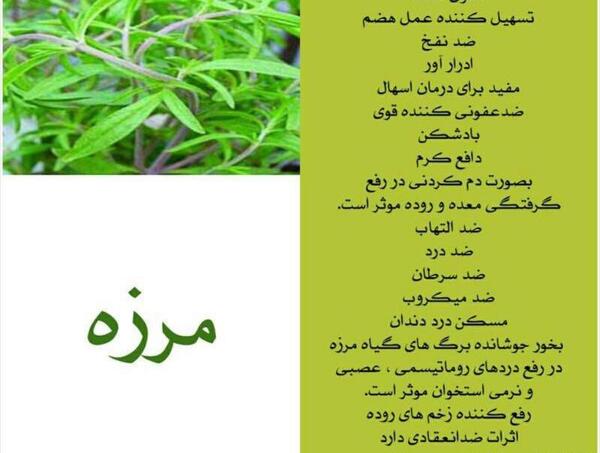 عکس مرزه