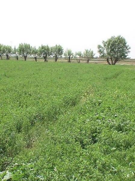 عکس یونجه تازه