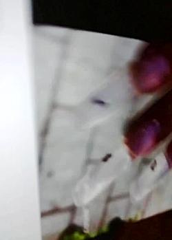 عکس ناخن نیکا فلاحی