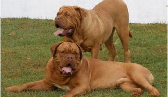 عکس سگ فرانسه