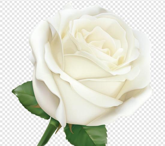 عکس گل رز سفید تک شاخه