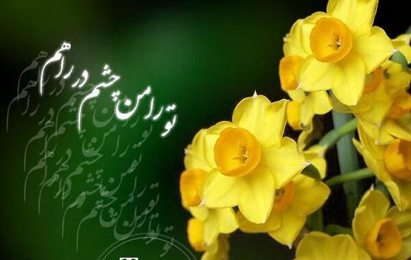 عکس گل نرگس انتظار