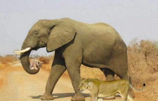 عکس فیل که بچه شیر را نجات داد