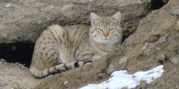 عکس گربه صحرایی
