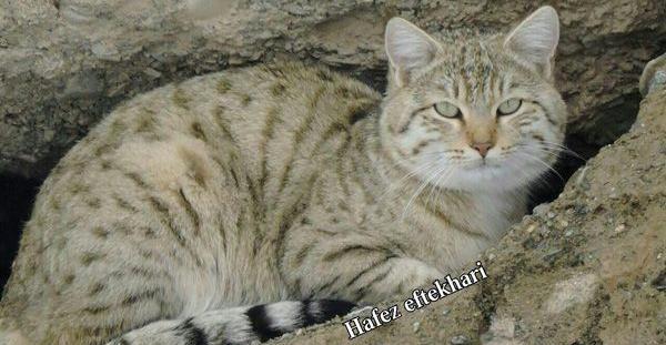 عکس گربه صحرایی