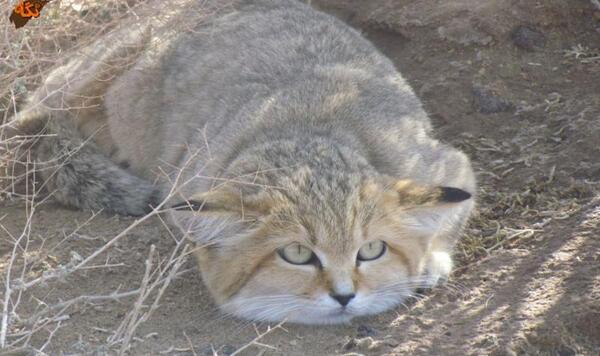 عکس گربه صحرایی